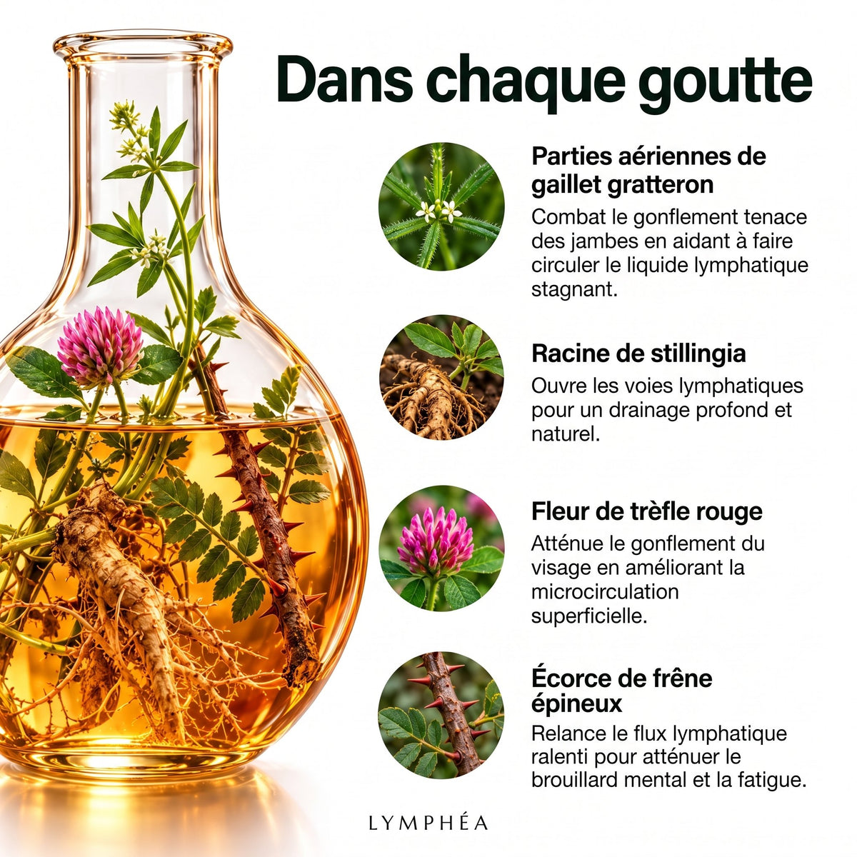 Lymphéa
